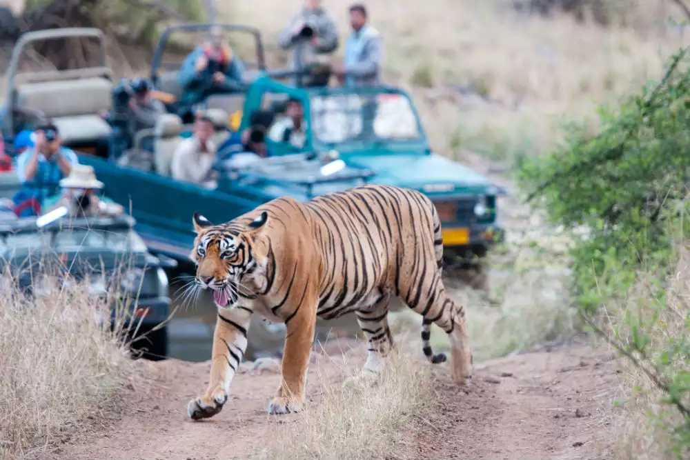 JUNGLE SAFARI Booking
